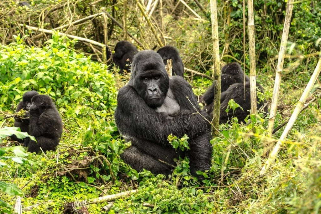 gorilla rwanda gorilla rwanda