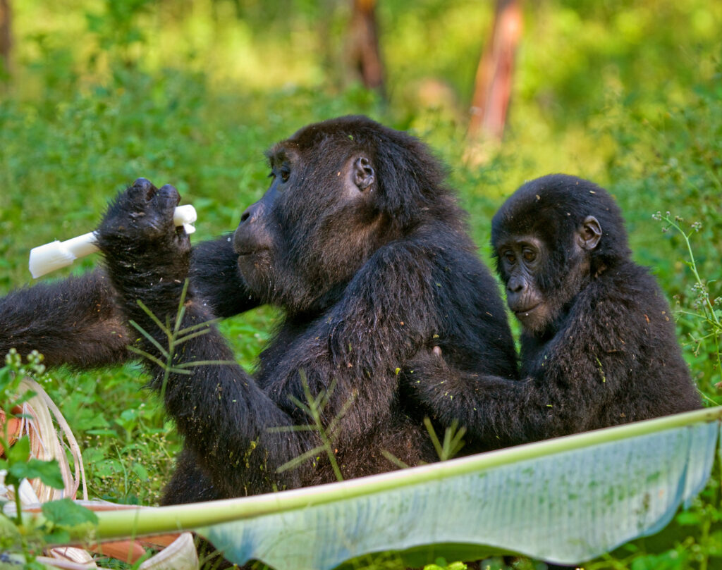 gorilla safaris rwanda gorilla safaris rwanda