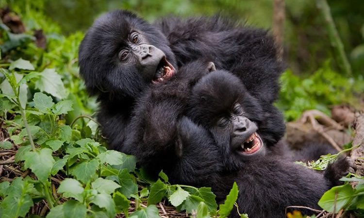 happy gorillas happy gorillas