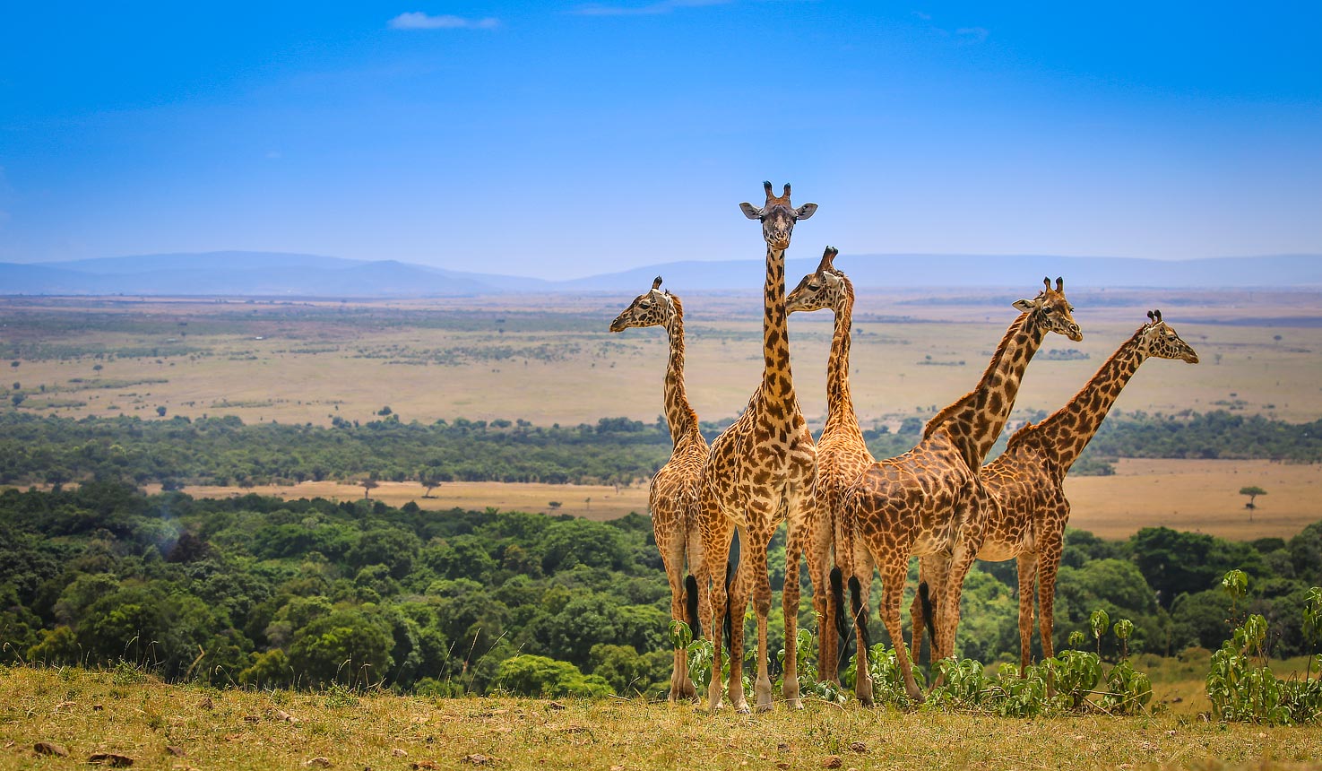 Read more about the article 8 Days Best of Kenya Safari