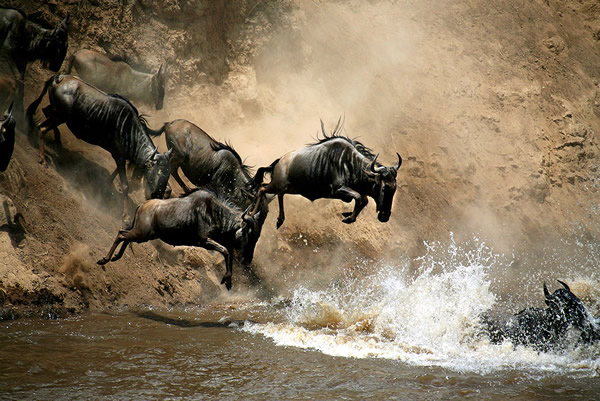 migration migration