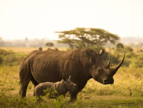 rhino and baby ngorongoro rhino and baby ngorongoro